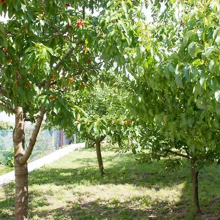 Fig