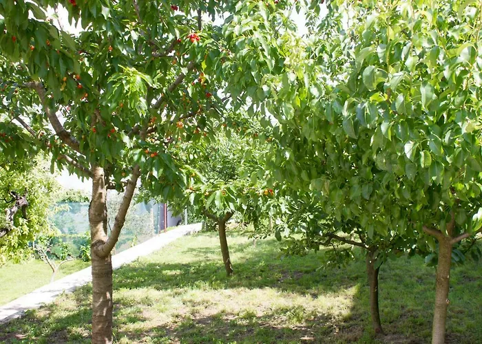Fig